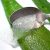 Vera

Ako funguje Aloe vera gél? Prehľad krásnych výhod aloe vera
